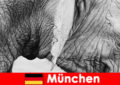 德国慕尼黑最原始动物园的游客特别之旅