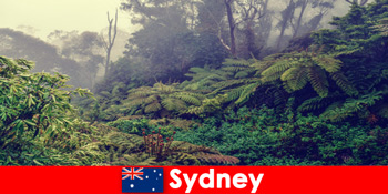 探索澳大利亚悉尼进入令人印象深刻的国家公园世界