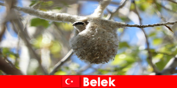 自然游客在贝莱克土耳其体验树木和鸟类的世界