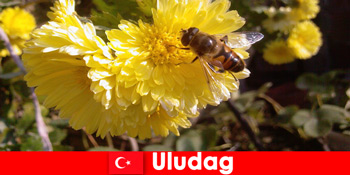探索乌鲁达土耳其美丽的动植物
