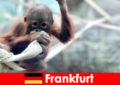 法兰克福全家在德国第二古老的动物园郊游